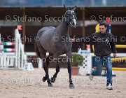 Capri FZ Tosc Tour2013- S5 1662 : Arezzo, Capri FZ, Cavalli d'Italia, Toscana Tour 2013, foto di Stefano Secchi ©